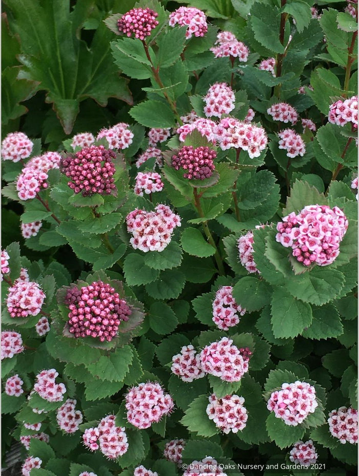 Shrubs ~ Spiraea morrisonicola ~ Dancing Oaks Nursery and Gardens ~ Retail Nursery ~ Mail Order Nursery