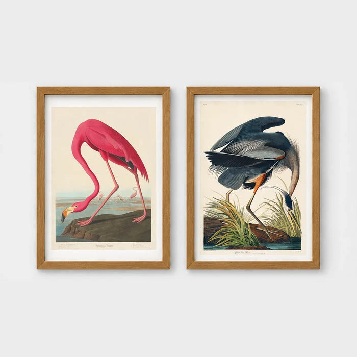 Set of 2 framed prints, Audubon-style vintage bird illustrations: a flamingo bending to feed; and a blue heron wading and feeding — unframed