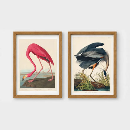Set of 2 framed prints, Audubon-style vintage bird illustrations: a flamingo bending to feed; and a blue heron wading and feeding — unframed