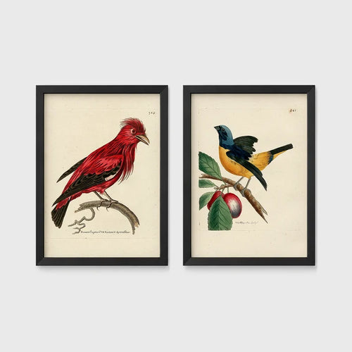 Set of 2 framed prints, antique naturalist bird illustrations: a red chatterer perched on a branch; and a blue and yellow manakin on a fruiting branch — unframed