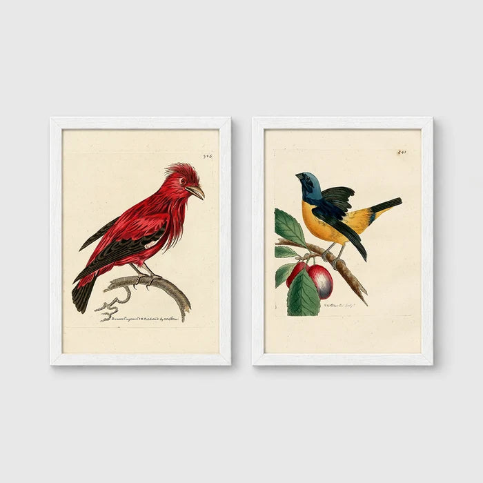 Set of 2 framed prints, antique naturalist bird illustrations: a red chatterer perched on a branch; and a blue and yellow manakin on a fruiting branch — unframed
