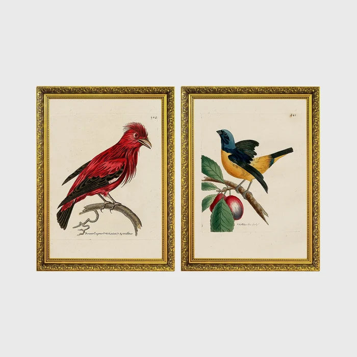 Set of 2 framed prints, antique naturalist bird illustrations: a red chatterer perched on a branch; and a blue and yellow manakin on a fruiting branch — unframed
