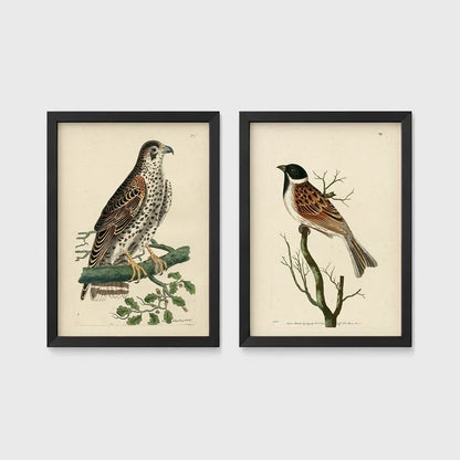 Set of 2 framed prints, antique naturalist bird illustrations: a spotted falcon perched on a branch; and a grossbeak perched on a bare branch — unframed