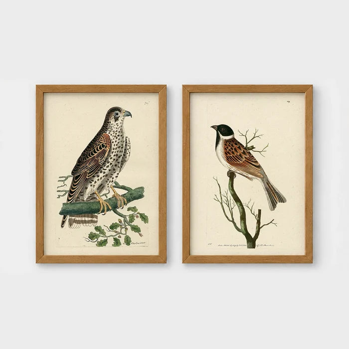 Set of 2 framed prints, antique naturalist bird illustrations: a spotted falcon perched on a branch; and a grossbeak perched on a bare branch — unframed