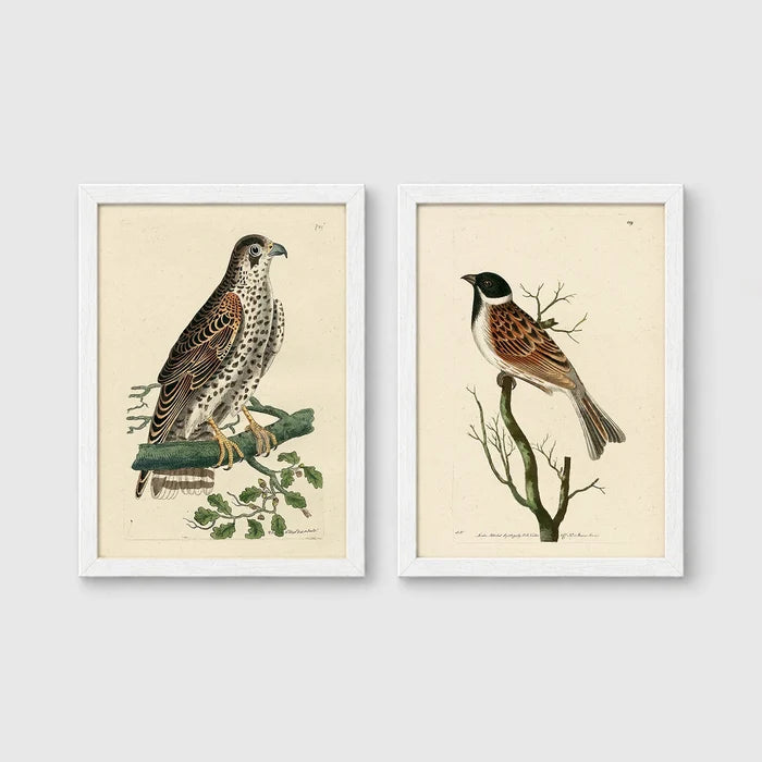 Set of 2 framed prints, antique naturalist bird illustrations: a spotted falcon perched on a branch; and a grossbeak perched on a bare branch — unframed