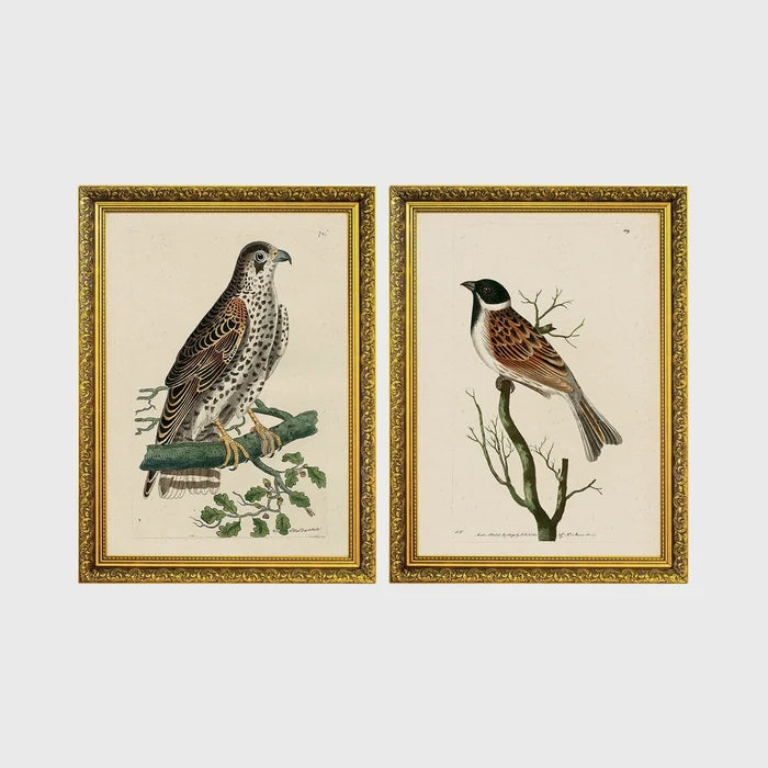 Set of 2 framed prints, antique naturalist bird illustrations: a spotted falcon perched on a branch; and a grossbeak perched on a bare branch — unframed