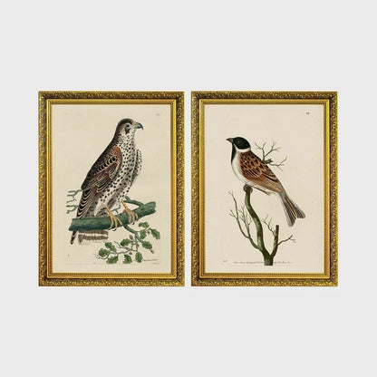 Set of 2 framed prints, antique naturalist bird illustrations: a spotted falcon perched on a branch; and a grossbeak perched on a bare branch — unframed