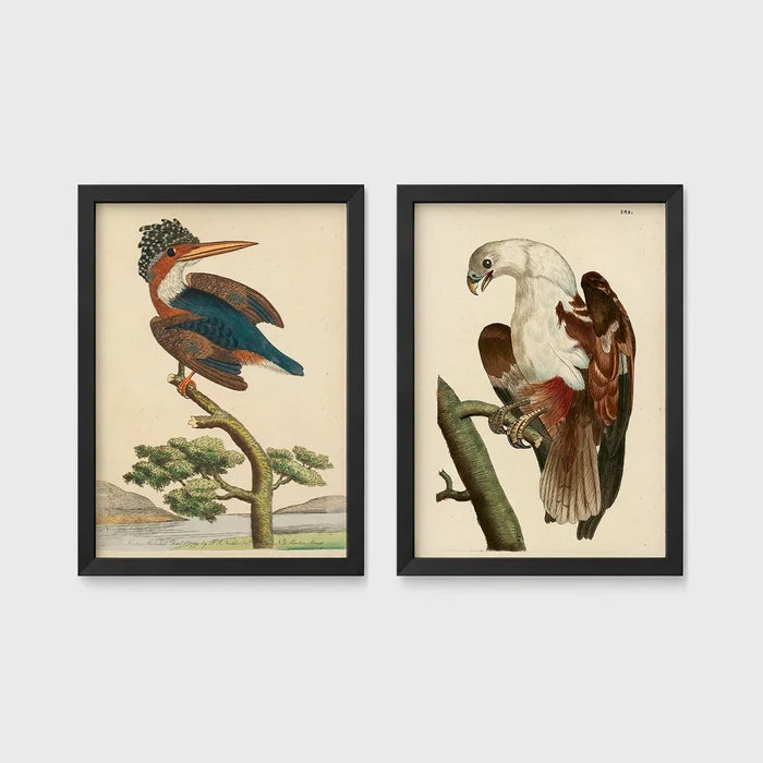 Set of 2 framed prints, antique naturalist bird illustrations (Shaw & Nodder): a crested kingfisher perched on a branch; and a white-headed eagle perched on a branch — unframed