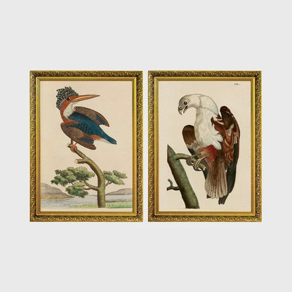 Set of 2 framed prints, antique naturalist bird illustrations (Shaw & Nodder): a crested kingfisher perched on a branch; and a white-headed eagle perched on a branch — unframed