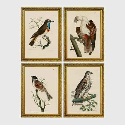 Set of 4 framed prints, antique naturalist bird illustrations: a robin redbreast on a bare branch; a white-headed eagle perched on a branch; a grossbeak on a branch; and a falcon perched on a branch — unframed