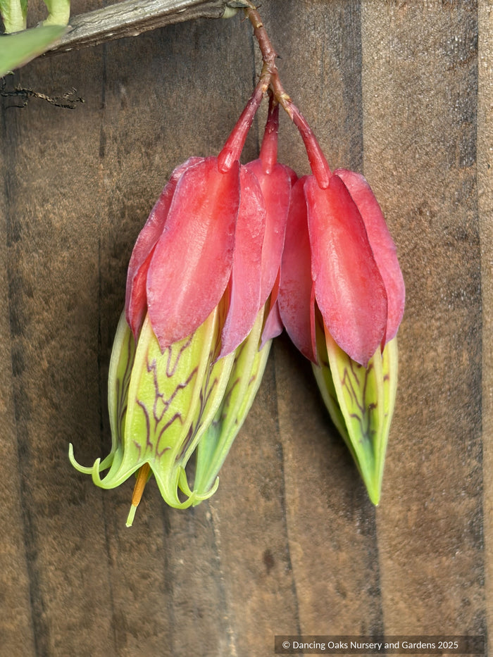 Agapetes species AP2018-96, Himalayan Lanterns