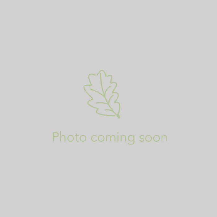 Perennials ~ *PERENNIALS - TEMPLATE ENTRY - DUPLICATE THIS (DON'T EDIT) ~ Dancing Oaks Nursery and Gardens ~ Retail Nursery ~ Mail Order Nursery