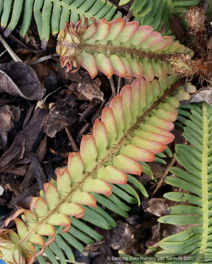 Ferns ~ Blechnum nipponicum, Japanese Deer Fern - Dancing Oaks Nursery and Gardens ~ Dancing Oaks Nursery and Gardens ~ Retail Nursery ~ Mail Order Nursery