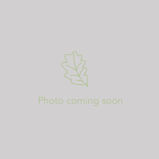 Shrubs ~ Chamaecyparis pisifera 'Baby Blue Ice', Dwarf Sawahara Cypress ~ Dancing Oaks Nursery and Gardens ~ Retail Nursery ~ Mail Order Nursery