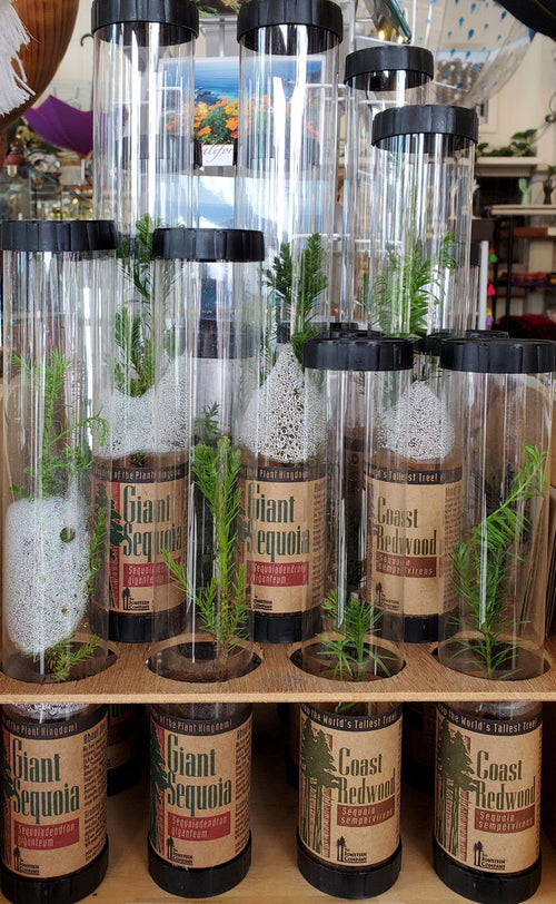 Redwood Tree Seedlings