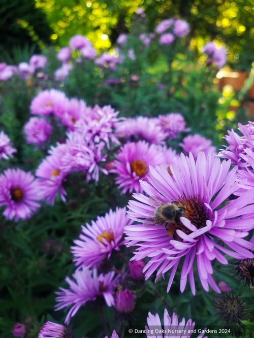 Perennials ~ Symphyotrichum (syn. Aster) novae-angliae 'Betel Nut', New England Aster - Dancing Oaks Nursery and Gardens ~ Dancing Oaks Nursery and Gardens ~ Retail Nursery ~ Mail Order Nursery