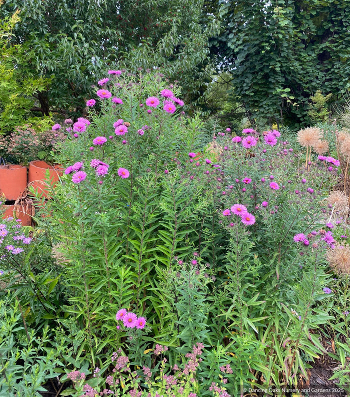 Perennials ~ Symphyotrichum (syn. Aster) novae-angliae 'Betel Nut', New England Aster - Dancing Oaks Nursery and Gardens ~ Dancing Oaks Nursery and Gardens ~ Retail Nursery ~ Mail Order Nursery