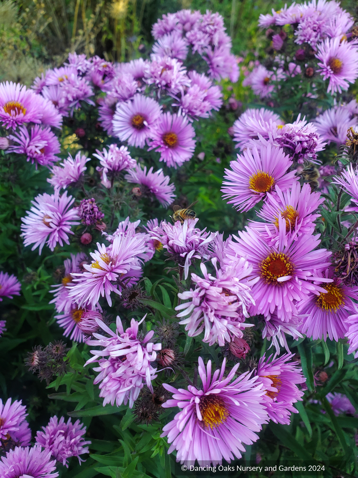 Perennials ~ Symphyotrichum (syn. Aster) novae-angliae 'Betel Nut', New England Aster - Dancing Oaks Nursery and Gardens ~ Dancing Oaks Nursery and Gardens ~ Retail Nursery ~ Mail Order Nursery