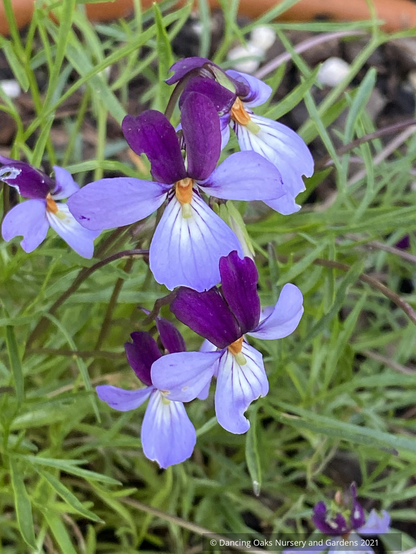 Perennials ~ Viola pedata 'Eco Artist Palette' Bird's  Foot Violet ~ Dancing Oaks Nursery and Gardens ~ Retail Nursery ~ Mail Order Nursery